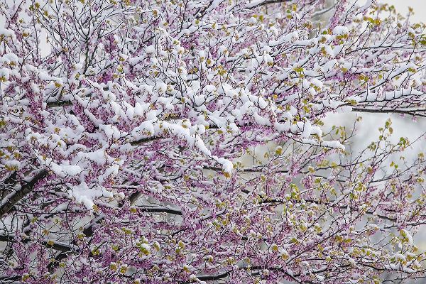 Jones, Adam 아티스트의 Light snow on Eastern redbud tree in early spring-Louisville-Kentucky작품입니다.
